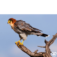 گونه شاهین سرحنایی Red-necked Falcon